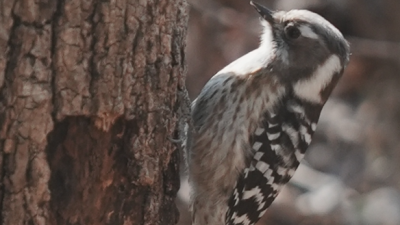 오늘 만난 딱따구리...